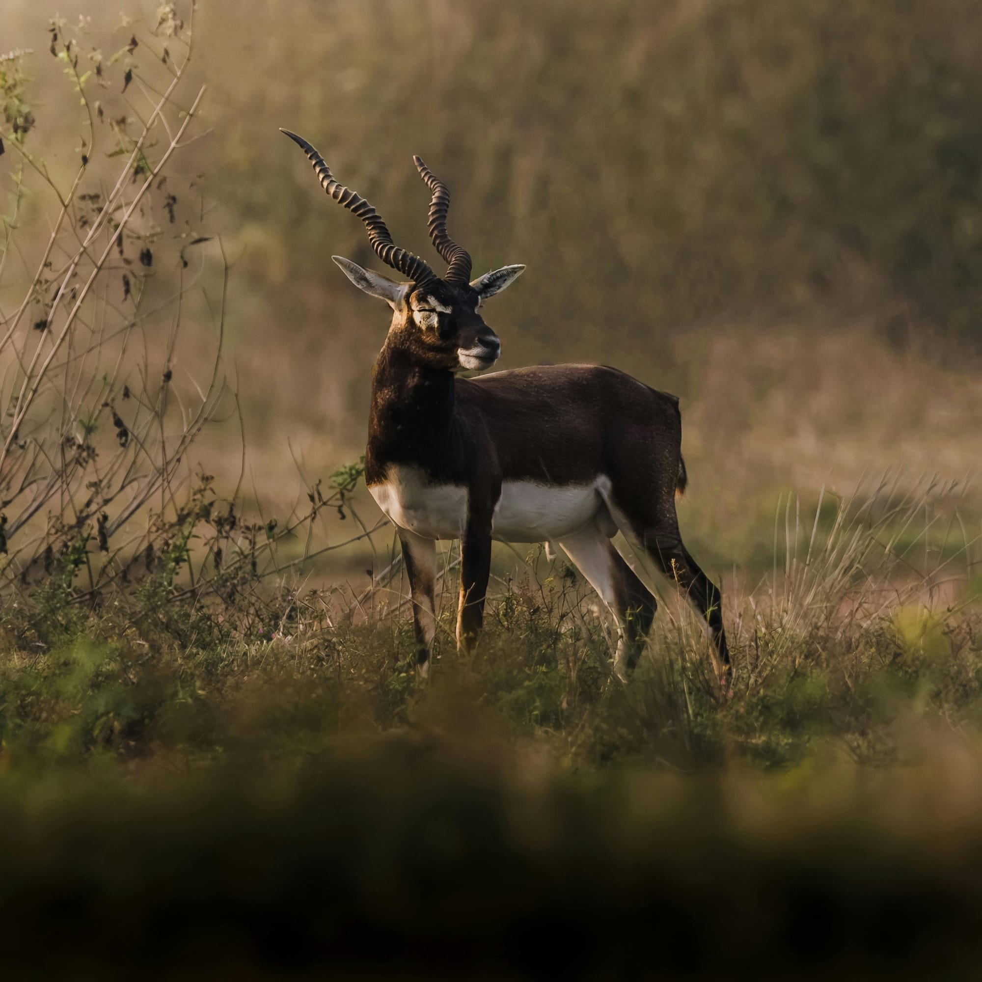 Nature et faune